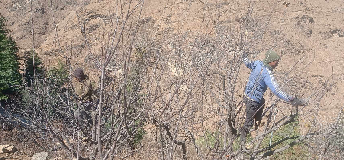 स्याउ बगैंचा व्यवस्थापनमा जुटे जुम्लाका किसान