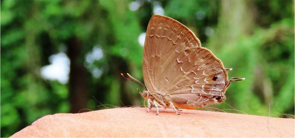 ‘जलवायु परिवर्तनले जोखिममा पुतली’