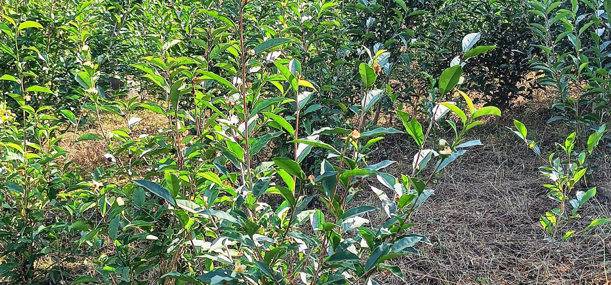 घ्याङस्वारा अर्ग्यानिक चियाको मूल्य प्रतिकिलो ६ हजार