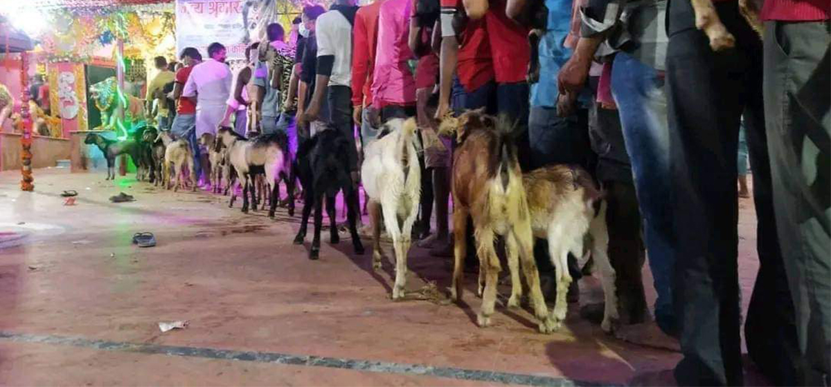 जनकपुरधामको राजदेवी मन्दिरमा बलिप्रदान सम्पन्न, १४ हजार बढी बोकाको बलि दिइयो