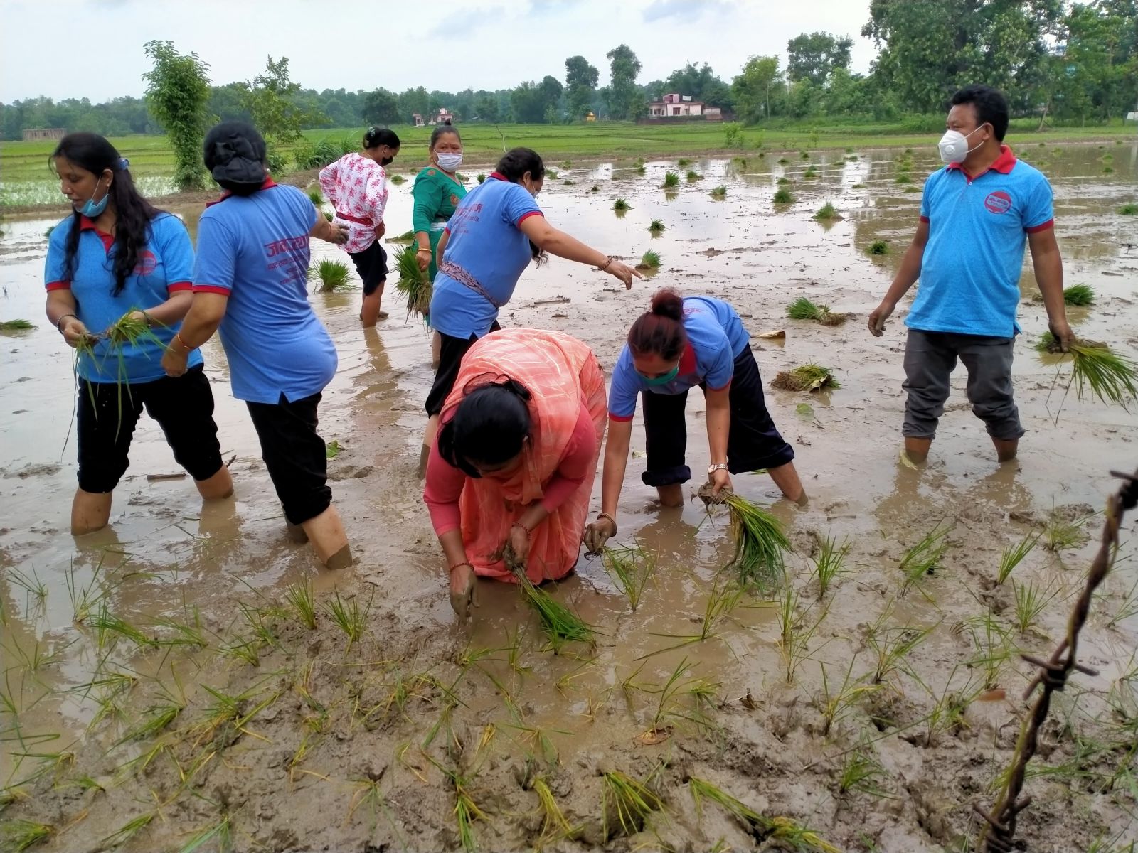 प्रदेश ५ : कोरोना संकटबीच राष्ट्रिय धान दिवस मनाइयो