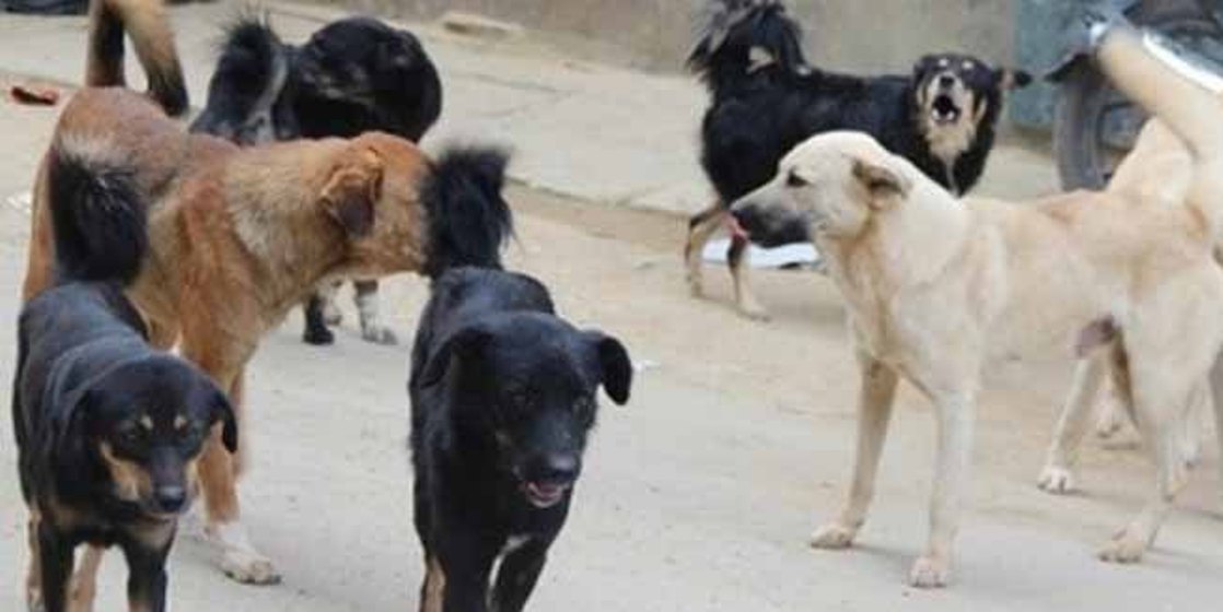घर पालुवा जनावरहरू सार्वजनिक खुला क्षेत्रमा जथाभावी छोड्न नपाइने