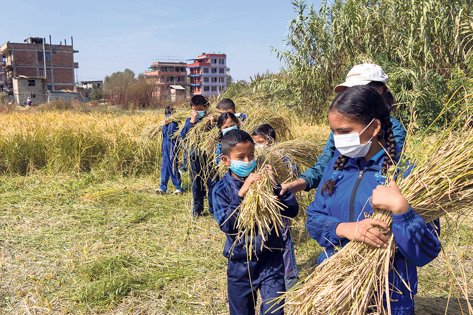 लकडाउनमा बालबालिका : पहिले विद्यालय, अहिले खेतबारी