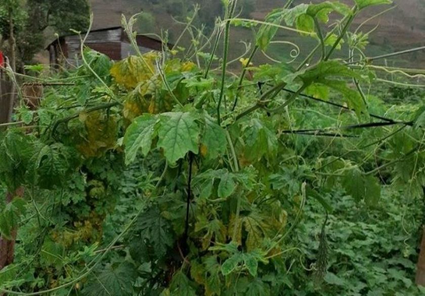 करेला बालीमा अज्ञात रोगको संक्रमण