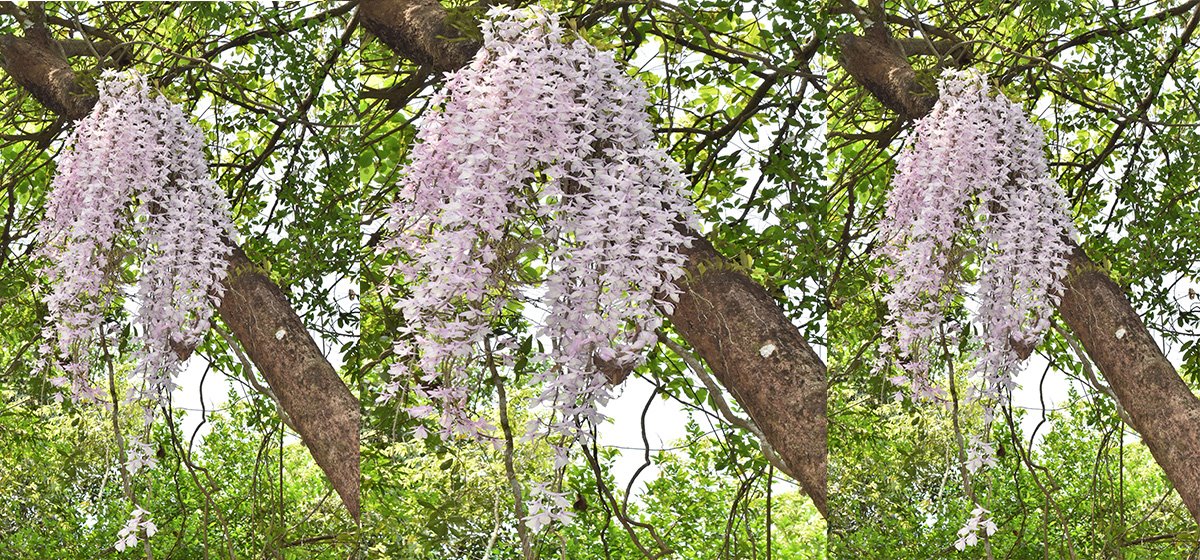 नयाँ वर्षमा प्रकृतिको शुभकामना 'फूल'