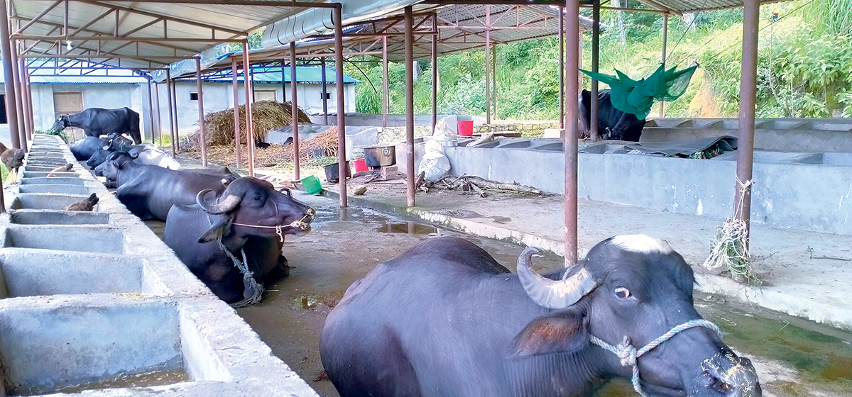 अनुदानमा अनियमितता–२: छाडा चौपाया पाल्न अनुदान लिएर उन्नत जातका भैंसीपालन